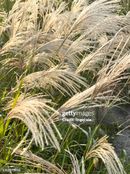 Chines Reeds Chinese Silver Grass Photos and Premium High Res Pictures - Getty Images