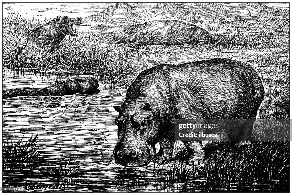 Antique illustration: Hippopotamus