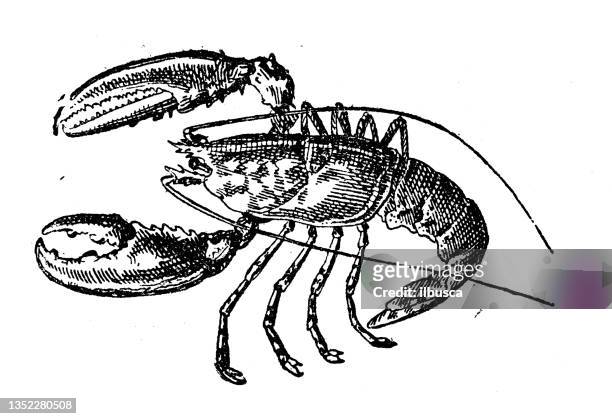 antike illustration: hummer - lobster stock-grafiken, -clipart, -cartoons und -symbole