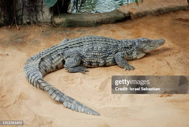 crocodile relaxing while lying on the sand near water. - alligator stock pictures, royalty-free photos & images