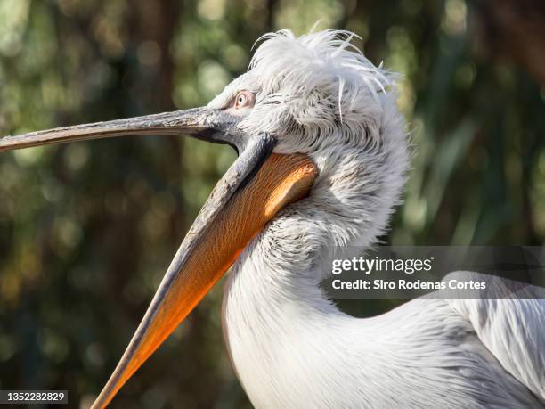 american white pelican with open beak - face and profile and mouth open stock-fotos und bilder