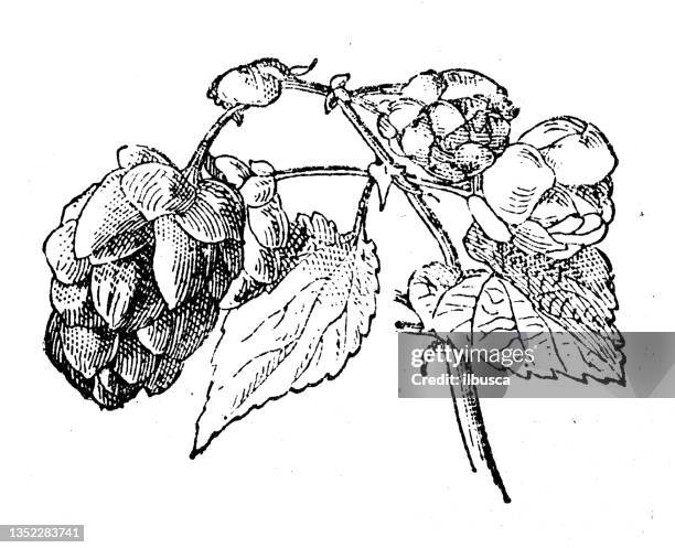 antique illustration: humulus lupulus (hop) - 蛇麻草 幅插畫檔、美工圖案、卡通及圖標