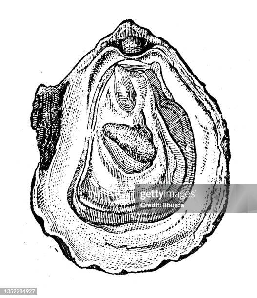 antique illustration: oyster - oysters stock illustrations