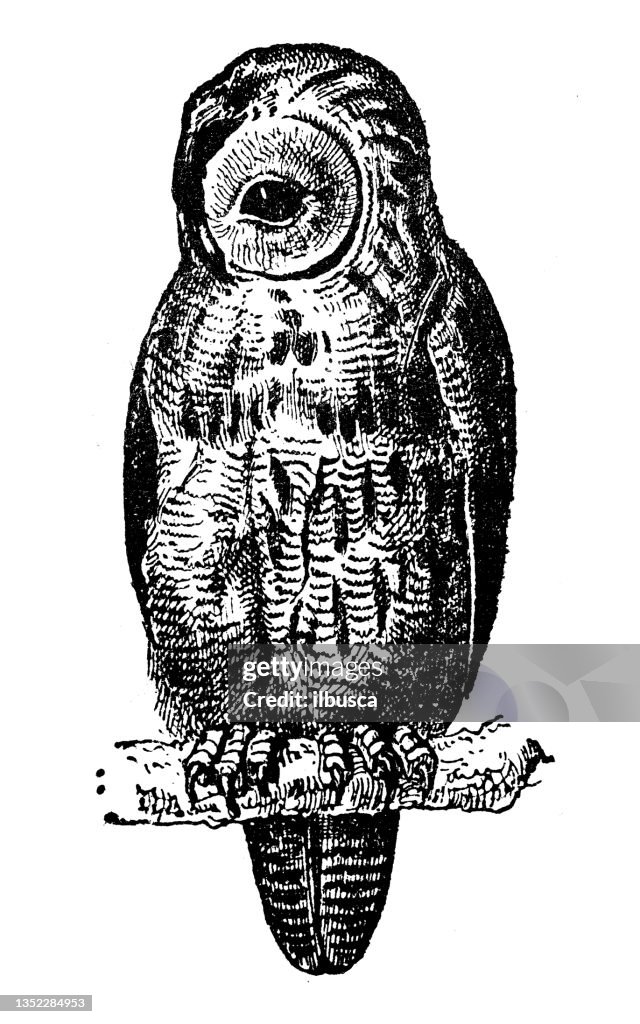 Antique illustration: Tawny owl