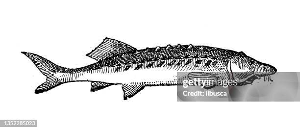 antique illustration: beluga sturgeon - sturgeon stock illustrations