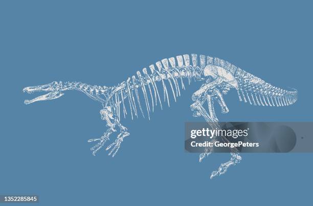 dinosaur skeleton - suchomimus stock illustrations