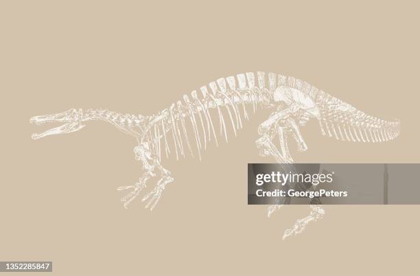 dinosaur skeleton - suchomimus stock illustrations