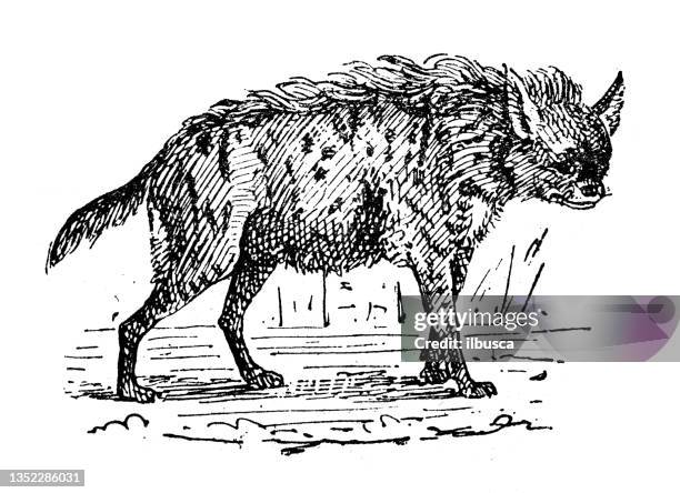 antique illustration: hyena - hyena stock illustrations