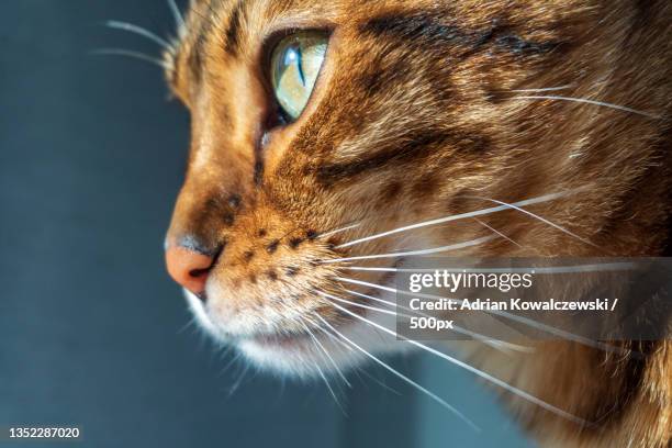 close-up of cat looking away - cub photos et images de collection