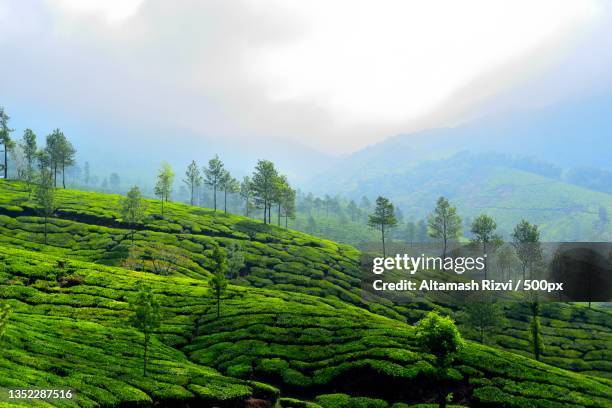 scenic view of tea plantation against sky,munnar,kerala,india - better rural india fotografías e imágenes de stock