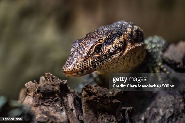 Monitor Lizard Climbing Rocks Rock Monitor Lizard Photos and Premium High Res Pictures - Getty Images