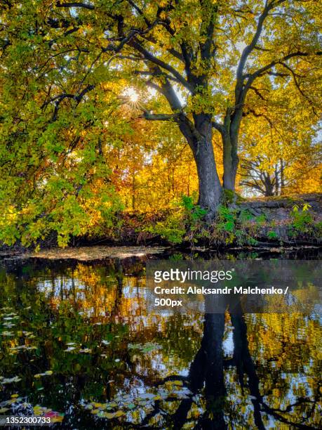 trees by lake in forest during autumn,ukraine - aleksandr malchenko pictures and images stockfoto's en -beelden
