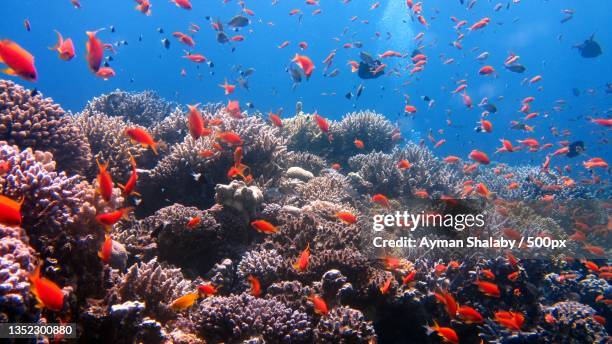 close-up of anthias saltwater tropical fish swimming in sea - fondale marino foto e immagini stock