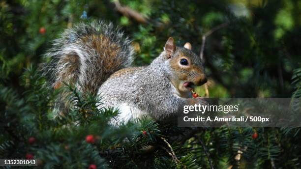 close-up of gray squirrel eating food on tree - eastern gray squirrel stock-fotos und bilder