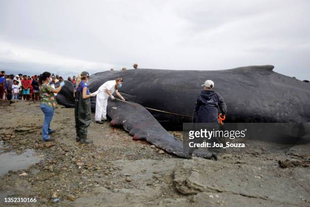 humpback whale killed in salvador - right whale stock pictures, royalty-free photos & images