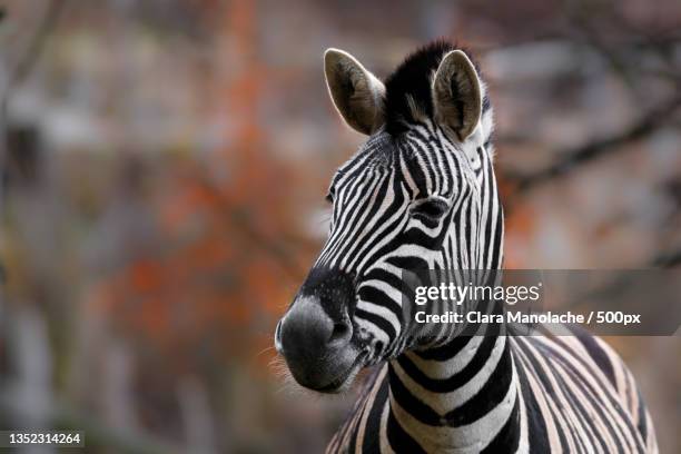 close-up of plains burchells zebra - animal head stock pictures, royalty-free photos & images