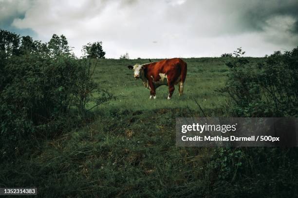 a cow on the grassland - darmell bildbanksfoton och bilder