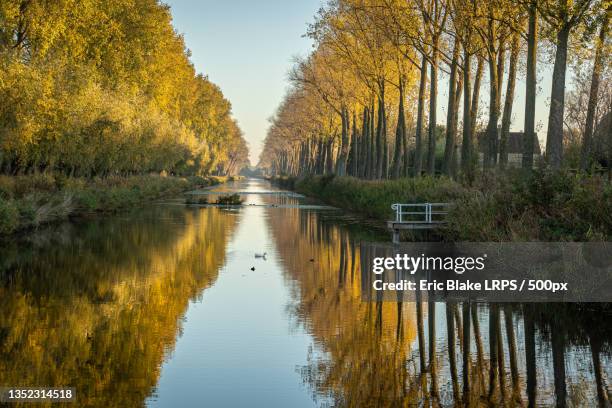 scenic view of lake in forest during autumn,damme,belgium - flandres imagens e fotografias de stock