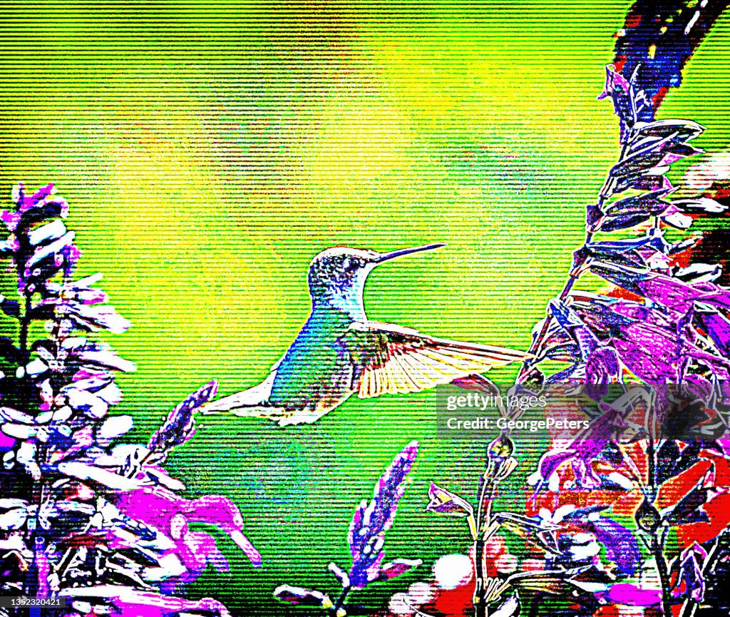 Bunter Rubinkehlkolibri