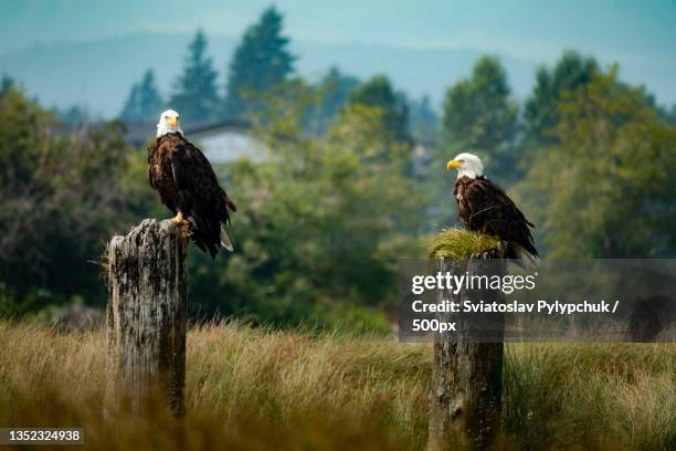 two bald eagle perching on stumps,vancouver island,british columbia,canada - vancouver island stock pictures, royalty-free photos & images