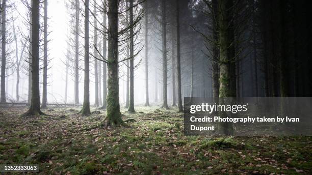 la forêt dans le froid du matin - belgium winter stock pictures, royalty-free photos & images