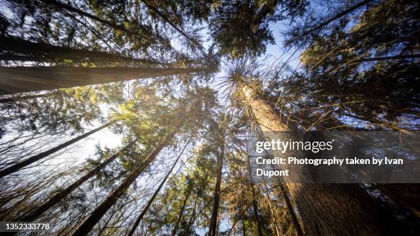 le plafond de la forêt - tree trunk wide angle stock pictures, royalty-free photos & images