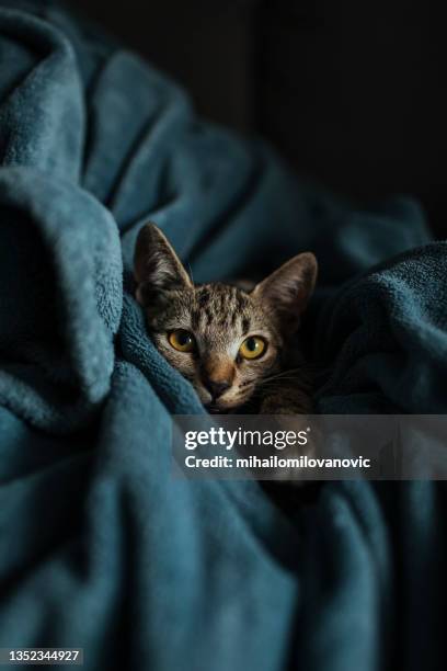 portrait of adorable kitty - grey-tiger-cat stock pictures, royalty-free photos & images