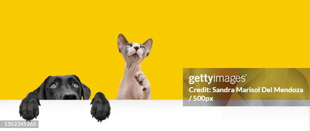 pets hide black labrador dog and sphynx cat on yellow background,gerona,girona,spain - cat scared black stock pictures, royalty-free photos & images