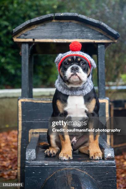 dog wearing wooly hat - devon winer stock-fotos und bilder