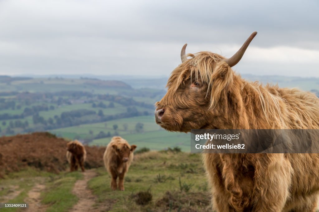 Highland cow trio at Baslow Edge