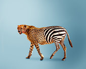 Half cheetah partially zebra predator vs herbivore