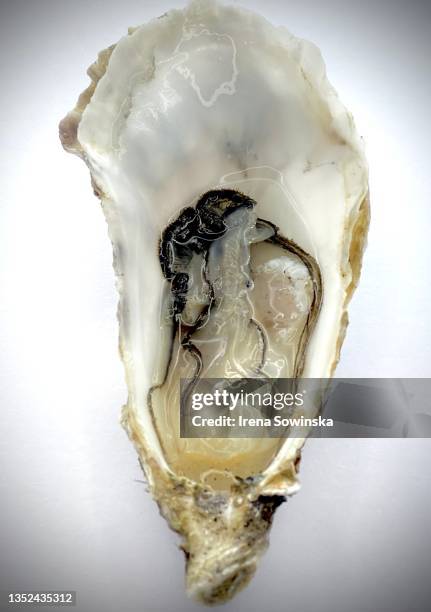 oyster - ostrica foto e immagini stock