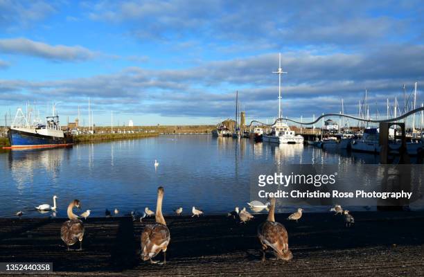 cygnets at whitehaven harbour - launching event stock pictures, royalty-free photos & images