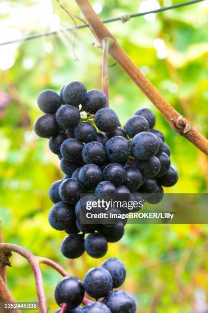 blue grapes, spaetburgunder variety, baden-wuerttemberg, germany - pinot noir grape - fotografias e filmes do acervo