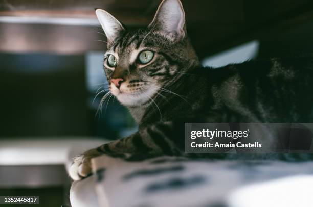 gato atigrado descansando debajo de una mesa - descansando stock-fotos und bilder