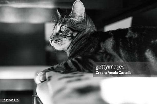 gato atigrado debajo de una mesa en blanco y negro - debajo de 個照片及圖片檔