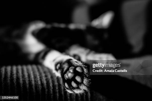 almohadillas de gato en primer plano - primer plano stock-fotos und bilder