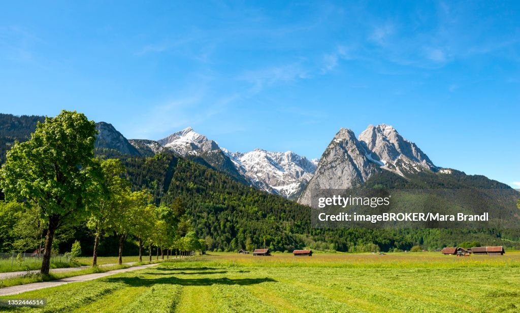Snowy peaks of the Wetterstein mountains, Waxenstein and Alpspitze with Zugspitze, meadows in spring, Grainau, Upper Bavaria, Bavaria, Germany
