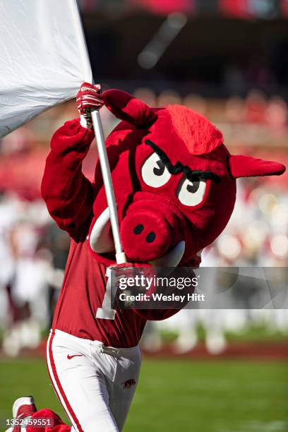 Arkansas Razorback Cat Arkansas Mascot Photos and Premium High Res Pictures - Getty Images