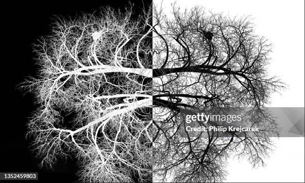 Contrast Tree 24 Tree5 Stock Photos, High-Res Pictures, and Images - Getty Images