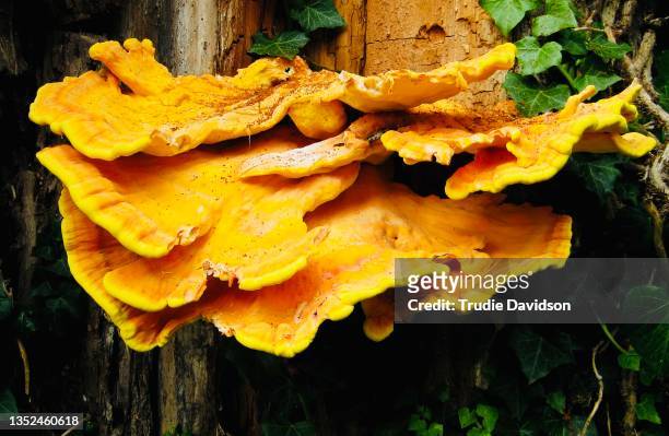 chicken of the woods - fungus stock pictures, royalty-free photos & images