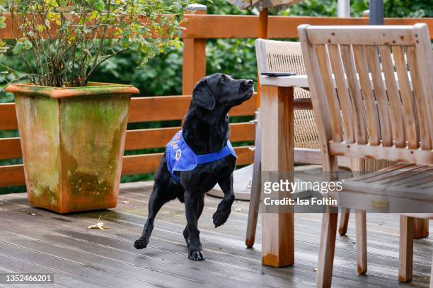 Hazel, the assistant dog of Nina Hoffmann during the Purina appeal campaign for VITA Assistenzhunde on September 28, 2021 in Huemmerich near Bonn,...