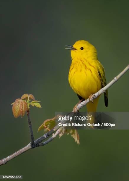 close-up of songwarbler perching on branch,littleton,colorado,united states,usa - chipe amarillo fotografías e imágenes de stock