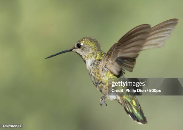 close-up of hummingrufous hummingannas hummingbird flying outdoors,scottsdale,arizona,united states,usa - arizona bird fotografías e imágenes de stock