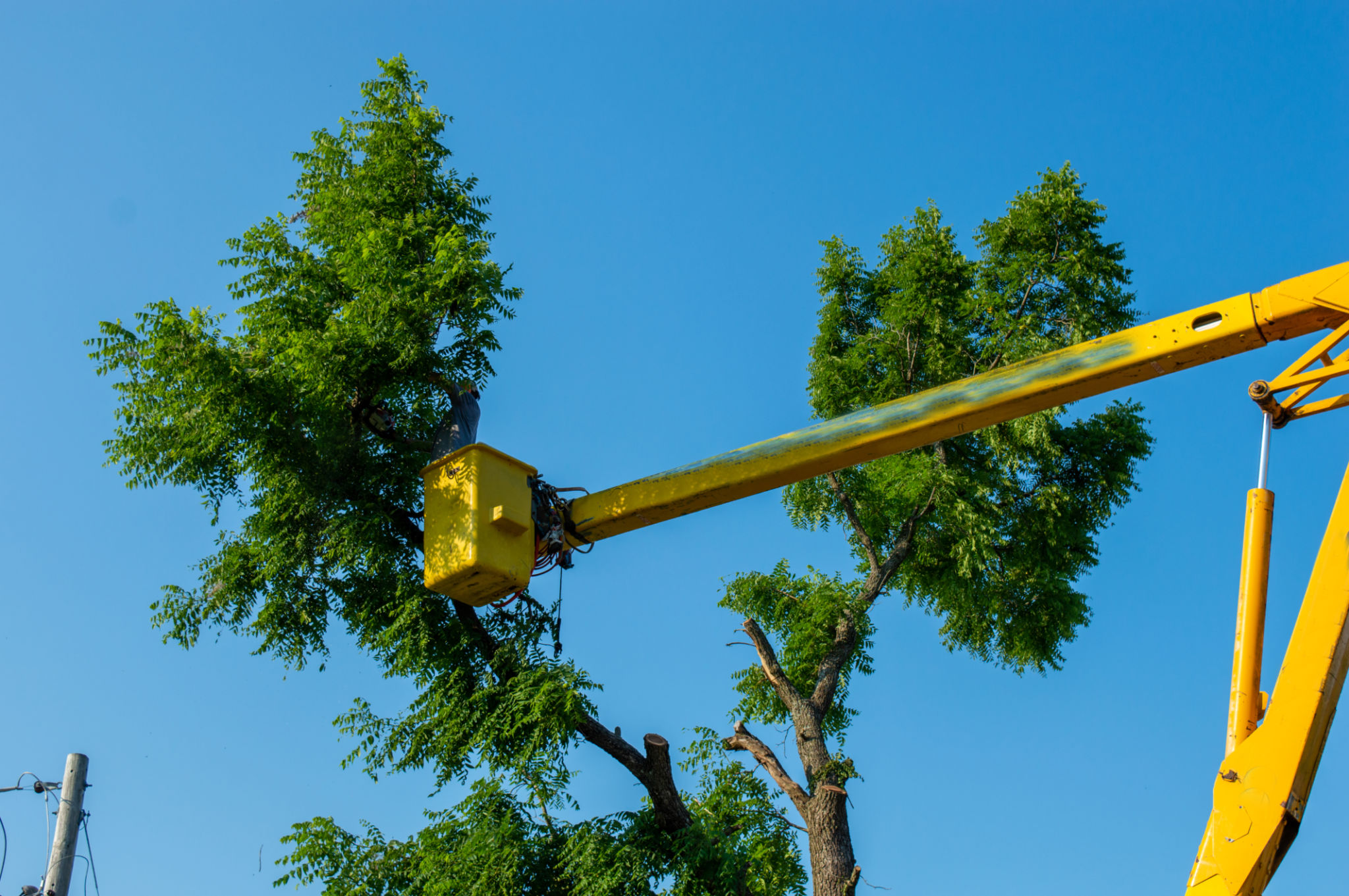 tree service equipment