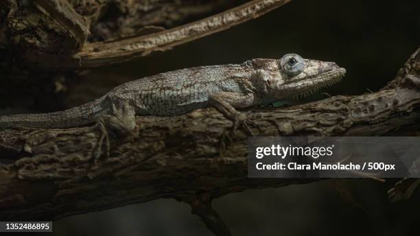 close-up of lizard on tree - chameleon tongue foto e immagini stock