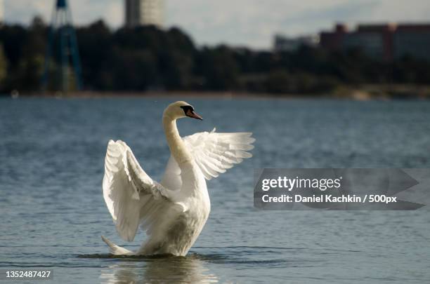 side view of mute swan swimming in lake,finland - swan stock pictures, royalty-free photos & images