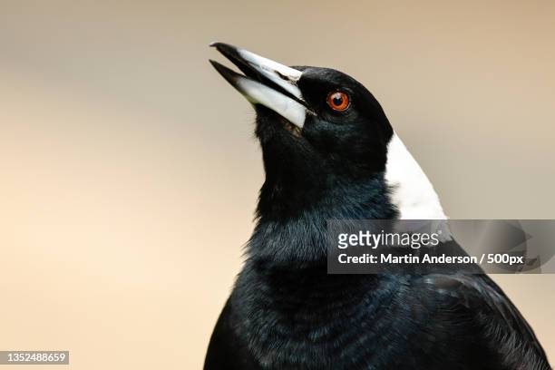 close-up of magpie perching outdoors - magpie stock pictures, royalty-free photos & images