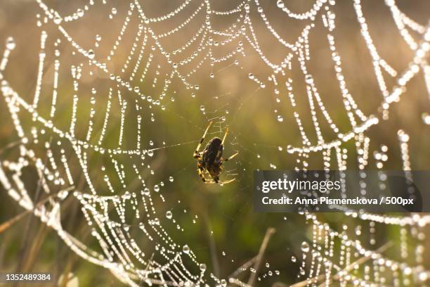 close-up of spider on web - spider silk photos et images de collection