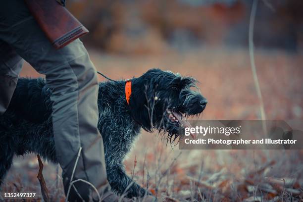 the caucasian male owner and his happy german wirehaired pointer are on walk in a field - hunting dog stockfoto's en -beelden